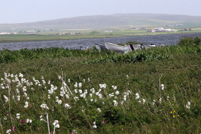 Then it was on to the Ring of Brodgar site, but on the way I photographed the ragged robbin flowers with an old boat. 