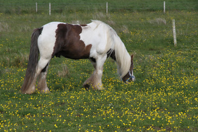 My sturdy friend was surrounded by buttercups.