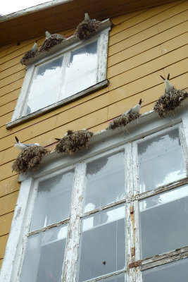 Guess they all face the building to facilitate pooping - dont have to get up, just let it fly!
