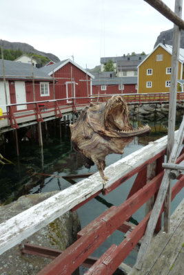 Huge fish head Nusfjord