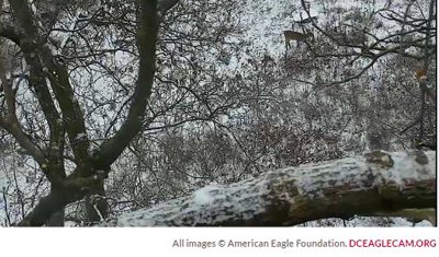 Jan 7 Eagle cam showed deer