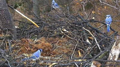 Jan 13 or 14 - party on the nest (bluejays) 