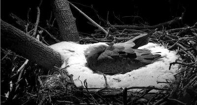 Jan 15 Momma asleep in snowy nest
