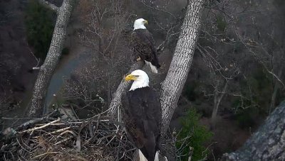 Feb 8 parents (both participate in nest building, incubation and raising young)