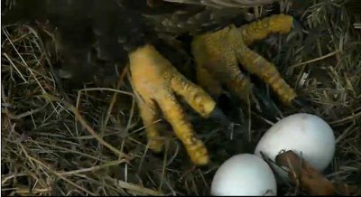 Mar 27 Mr. P's talons and the eggs