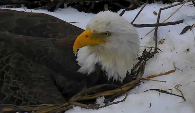 Mar 14 - Ice hanging on MP's beak 