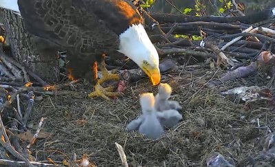 April 4, 7:15 pm feeding of the bobbleheads