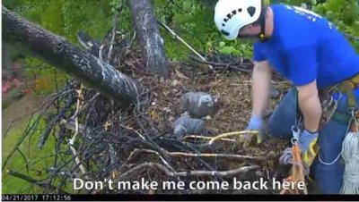 Ap 21 Matt M. from ExCel Tree Experts returned DC4 to nest during big storm after exam by MD Zoo vet in Baltimore. 