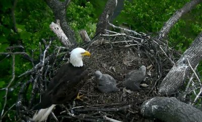 Ap 21 - first feeding of eaglets since Honor (DC4) brought back