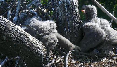 Ap 28 - hot siblings seek shade