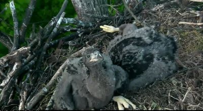 May 2 Eaglets ratty but cute