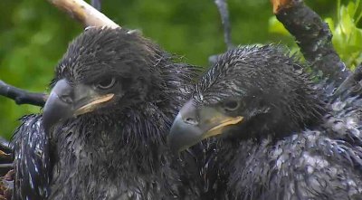 May 5 - another rain shot - little buddies!