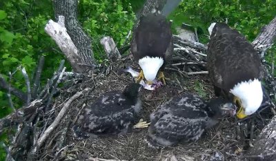 May 7- double feeding by parents