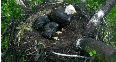 May 11 mom & eaglets sitting quietly