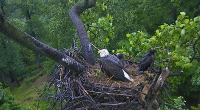 May 12 - eaglets exploring the nest is making us nervous