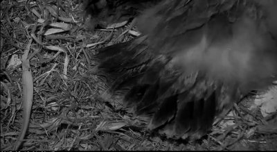 May 16 - eaglet tail feathers 