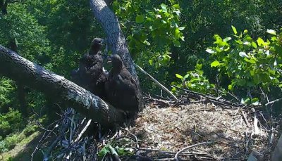 May 17 Now they're BOTH in V, seeking shade