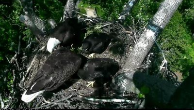 May 18 - All four eating on nest - getting crowded even though at least 6 feet across