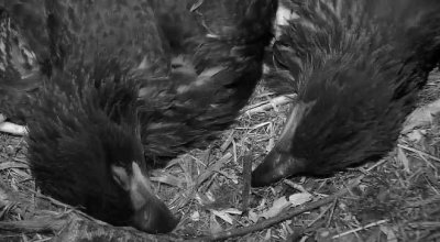 May 19 sleeping eaglets