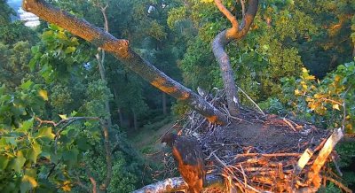 Jun 13 - at sunrise Honor is alone on the nest 