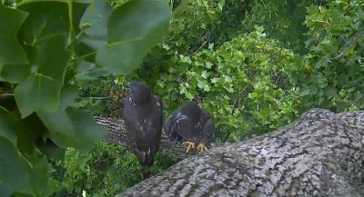 Jul 3 - Both eaglets near nest together