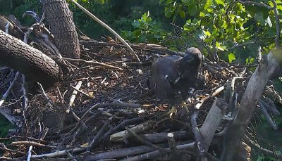 Jul 19 - Glory on nest looking for scraps