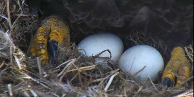 Mar 28 3 pm Eggs being carefully tended to 