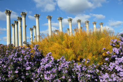 Capitol Columns from revisit of Arboretum, Nov. 2016 visit