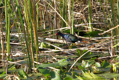 Drove down to the Everglades, but I only saw 2 birds on Anhinga Trail - too much water.  (Here's a purple gallinule).