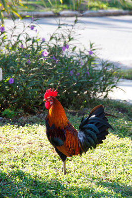 Went out to find free Duval Loop bus & explore. Noisy roosters were everywhere