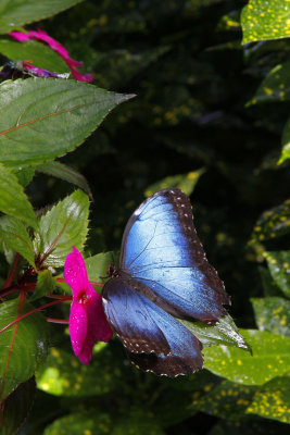 I've seen these huge blue moths at the Brookside Gardens butterfly house
