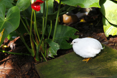 If you looked carefully, you could see tiny birds like this button quail