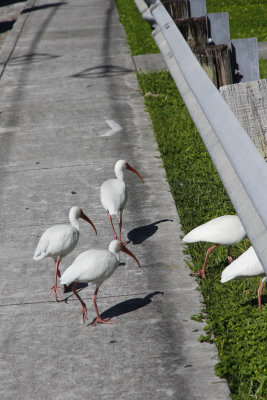 Got lost, ended up near Coast Guard station & nearby affordable housing section of KW.  Ibis were hunting for food. 