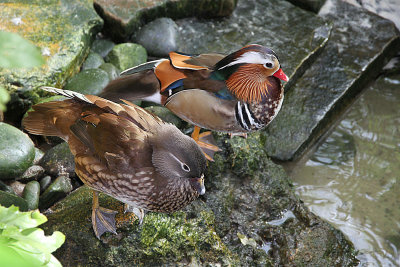 Mandarin ducks 