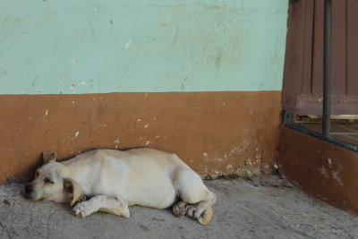 Street dogs were fairly common
