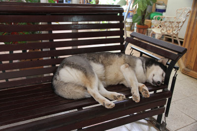 Our tour took us to a pottery factory.  Pottery was OK, but what I loved most was the husky on the bench.