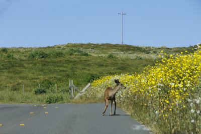 We had to slow for a deer on the road