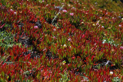 The rocks around the lighthouse were covered with ice plants