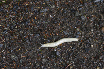 Saw this big white slug outside. 