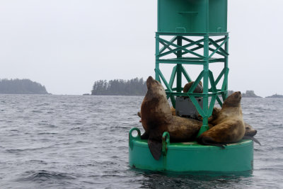 We saw some sea lions lounging on a buoy.