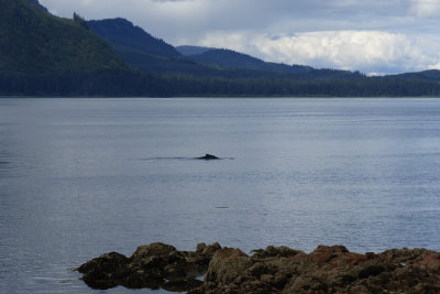 Walking back to port, our last in AK, I finally saw my first whale!