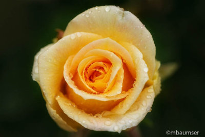 Yellow Rose After Rain