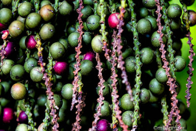 Sunken Gardens, St. Petersburg FL 125486