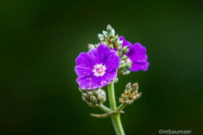 Sunken Gardens, St. Petersburg FL 125491