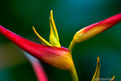 Sunken Gardens, St. Petersburg FL 125496