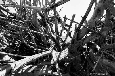 Boneyard  Big Talbot Island 125544