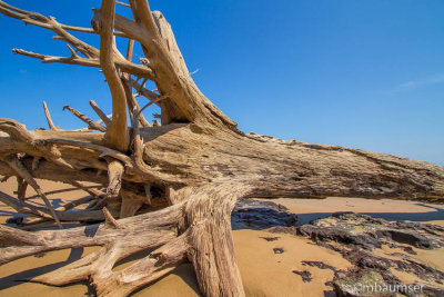 Boneyard  Big Talbot Island 125551