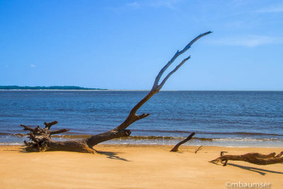 Boneyard  Big Talbot Island 125563