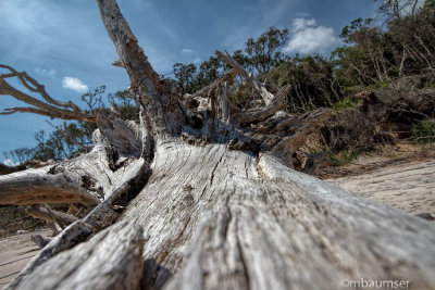 Boneyard  Big Talbot Island 125701