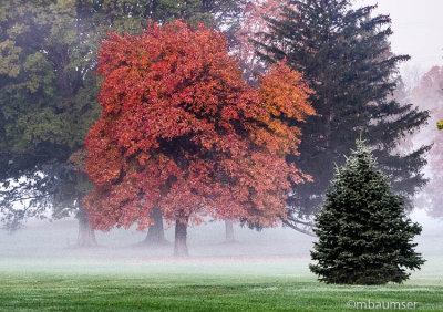 Fall Tree In The Fog 1190709
